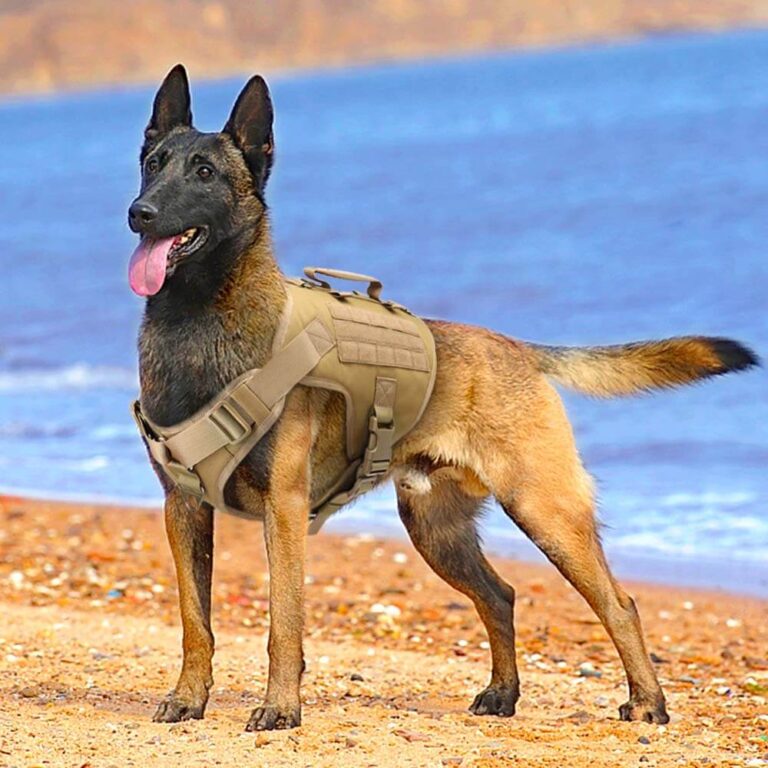 Military Belgian Malinois Tactical Vest - Powtegic