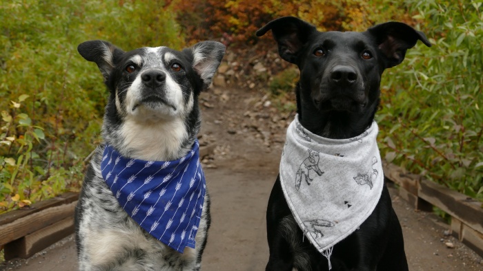 2 dogs which wear bandanas