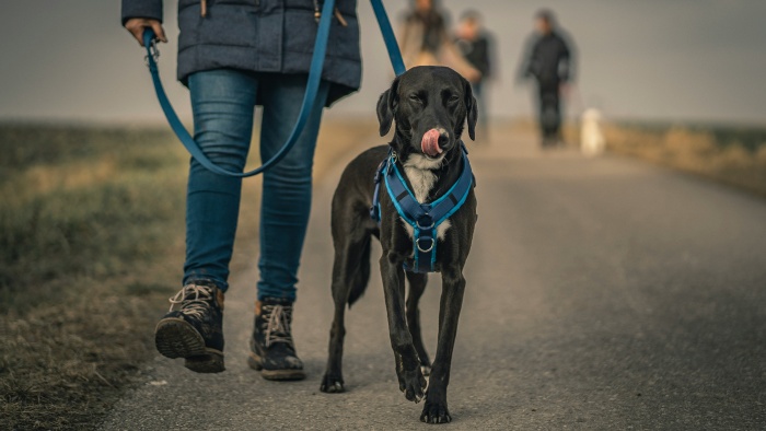 walking dog with harness