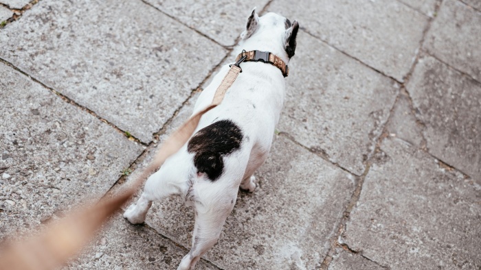 use collar and leash to walk dog