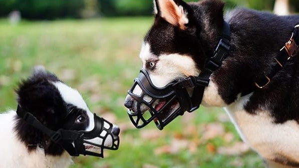 dog with basket muzzles