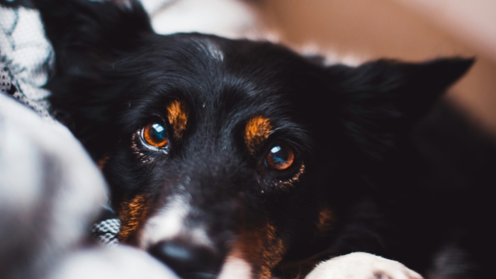 dog with bright eyes