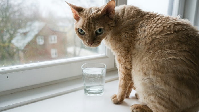 a cat wants to drink water.