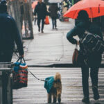 walking dog in rain