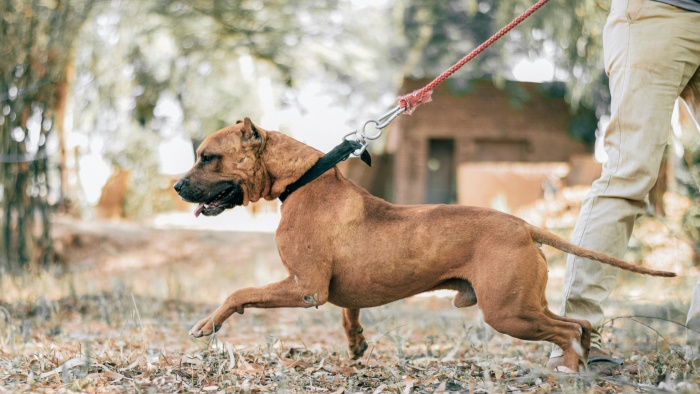 yanking on the dog leash