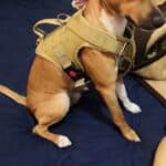 Military K9 Dog Training Vest