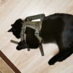 Tactical Cat Harness