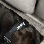 ID Custom Heavy Duty Dog Collar