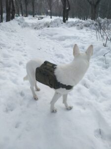 Camper Saddle Dog Backpack photo review