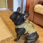 Military K9 Dog Training Vest