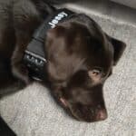ID Custom Heavy Duty Dog Collar photo review
