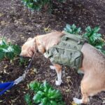 Camper Saddle Dog Backpack photo review