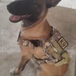 Military Molle Dachshund Tactical Vest photo review
